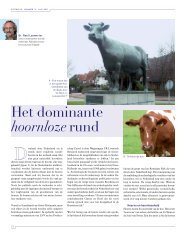 Het dominante hoornloze rund