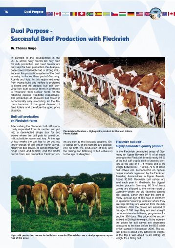 Dual Purpose - Successful Beef Production with Fleckvieh