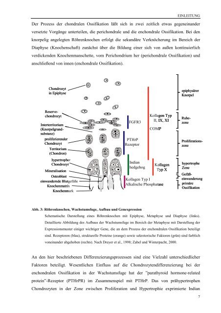 2. Material und Methoden - ArchiMeD