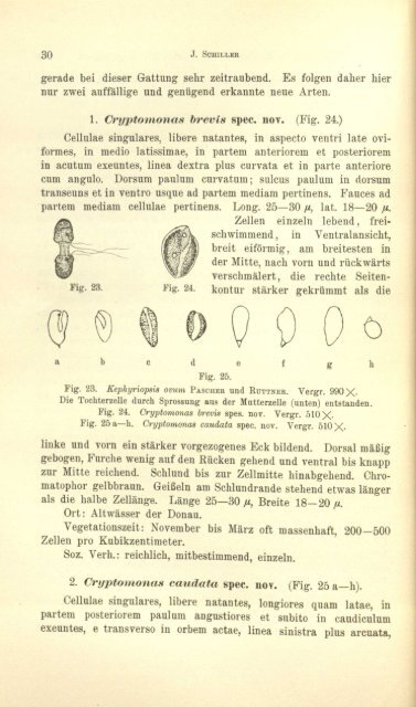 Protistenkunde - Msu