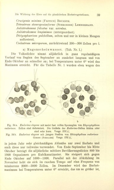 Protistenkunde - Msu