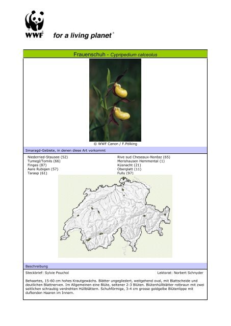 Frauenschuh - Cypripedium calceolus - WWF Schweiz
