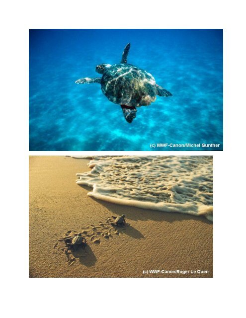 Die Meeresschildkröte und der Mensch - WWF Schweiz