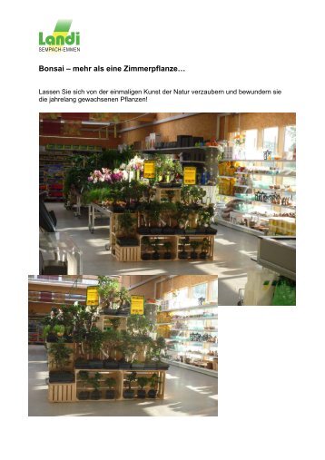 Bonsai – mehr als eine Zimmerpflanze… - LANDI Sempach-Emmen