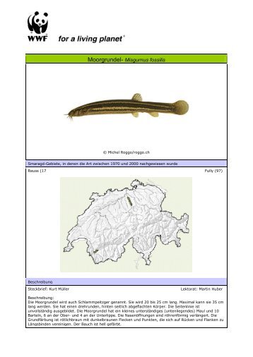 Moorgrundel- Misgurnus fossilis - WWF Schweiz