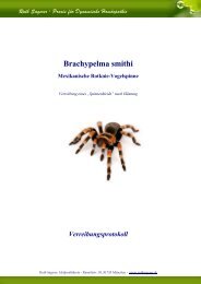 Brachypelma smithi - Vogelspinne - Ruth Sagerer