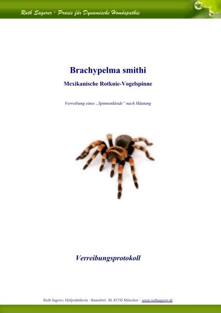 Brachypelma smithi - Vogelspinne - Ruth Sagerer