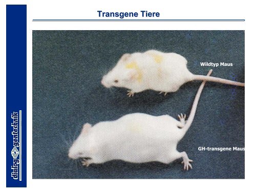 Transgene Tiere