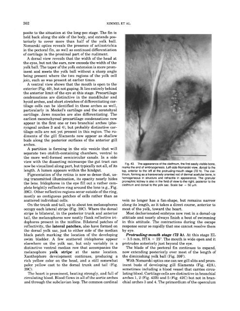 302 KIMMEL ET AL. posite