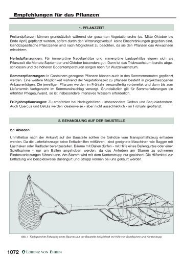 Wertvolle Informationen über die richtige Pflanzung und die ...