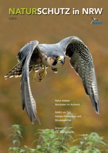 Erfolgreicher Wanderfalkenschutz / In aller Munde - NABU NRW