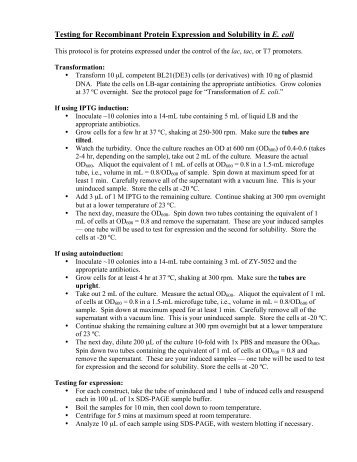 Testing for expression and solubility in e coli - people