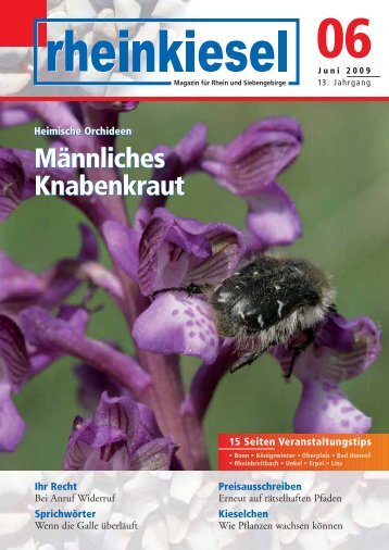 Ausgabe lesen - Rheinkiesel