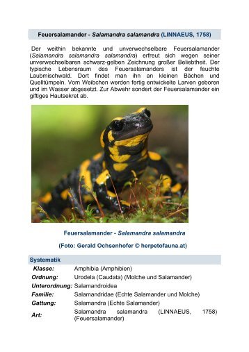 Feuersalamander - Salamandra salamandra (LINNAEUS, 1758) Der ...