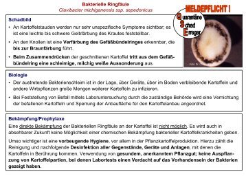 Schadbilder und weitere Informationen [Download,*.pdf, 0,32 MB]