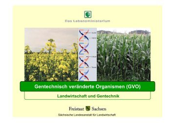 Gentechnisch veränderte Organismen (GVO) - Landwirtschaft in ...