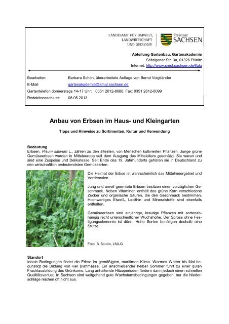 Erbse [Download,*.pdf, 0,40 MB] - Landwirtschaft in Sachsen