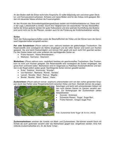 Erbse [Download,*.pdf, 0,40 MB] - Landwirtschaft in Sachsen