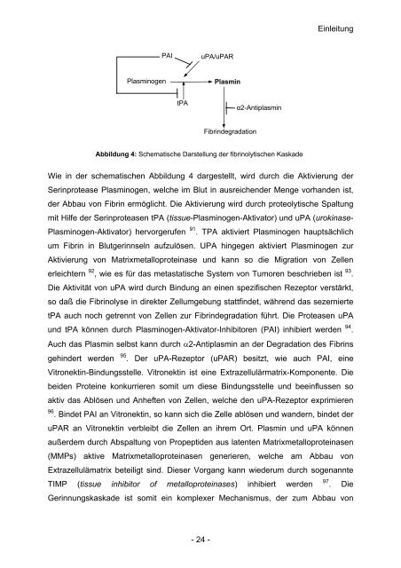 Untersuchungen zur Bedeutung mesenchymaler Stammzellen in ...