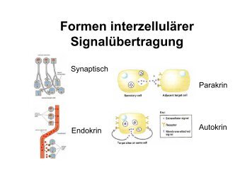 Formen interzellulärer Signalübertragung