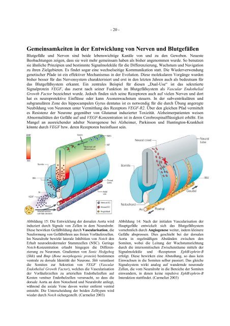 Identifizierung und Charakterisierung von neuen Genen für die ...