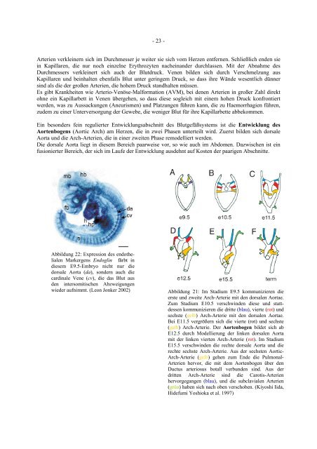 Identifizierung und Charakterisierung von neuen Genen für die ...