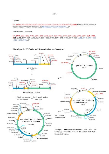 Identifizierung und Charakterisierung von neuen Genen für die ...