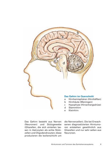 Hirntumoren und Tumoren des Zentralnervensystems - Krebsliga ...