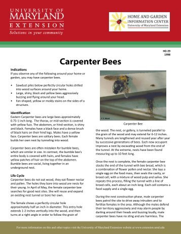Print: HG 29 Carpenter Bees - University of Maryland Extension