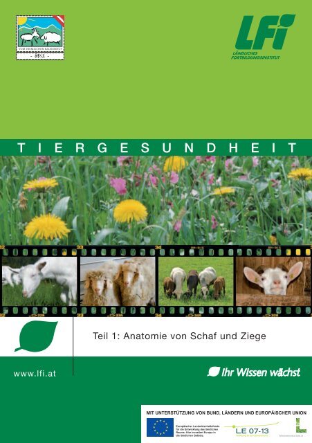 Anatomie von Schaf und Ziege - Landesverband Bayerischer ...
