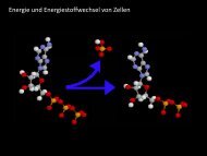 ATP Synthase-Partikel