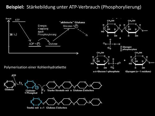 ATP Synthase-Partikel