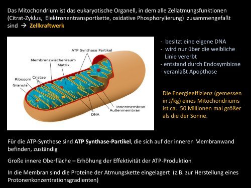 ATP Synthase-Partikel