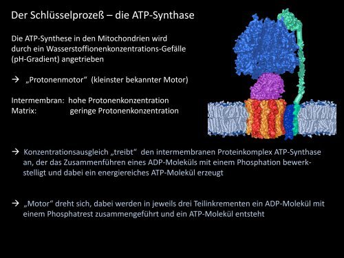 ATP Synthase-Partikel