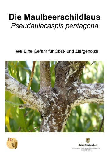 Die Maulbeerschildlaus Pseudaulacaspis pentagona