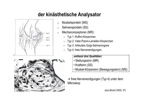 Organsysteme 1