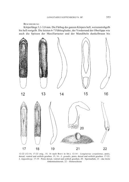 Longitarsus kippenbergi n. sp., eine neue Art aus Marokko ...