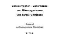 Zellanhänge von Mikroorganismen und deren Funktionen