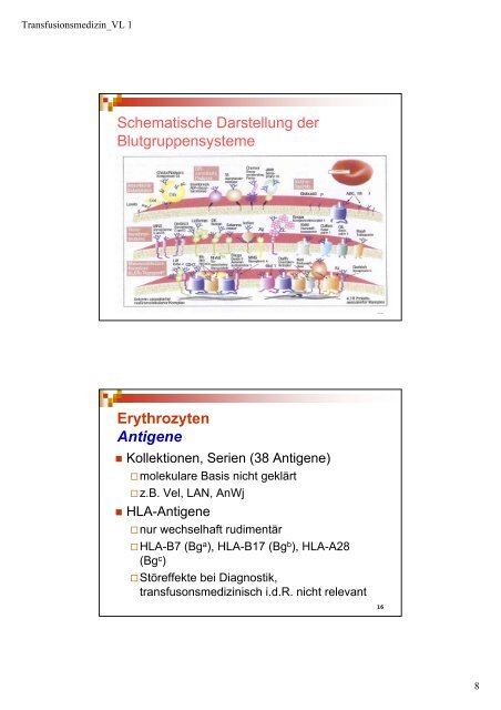 Schwerpunkte - Institut für Transfusionsmedizin