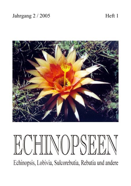 xxl strelitzia Strelitzia Augusta multi-stem XXL houseplant – buy online main image 0