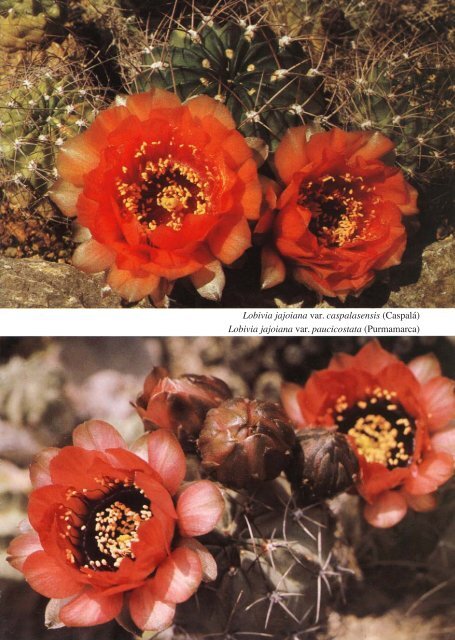 Lobivia acanthoplegma bis zecheri - Au Cactus Francophone