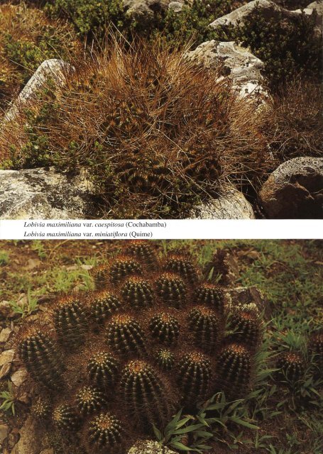 Lobivia acanthoplegma bis zecheri - Au Cactus Francophone