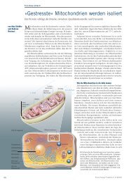 Gestresste« Mitochondrien werden isoliert. Ein Protein ... - CEF-MC