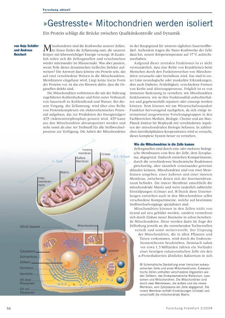 Gestresste« Mitochondrien werden isoliert. Ein Protein ... - CEF-MC