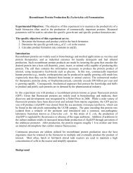 Recombinant Protein Production By Esherichia coli Fermentation