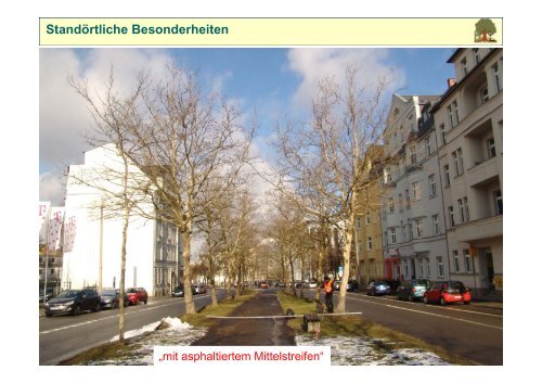 Baumgutachten (PDF) - Chemnitz