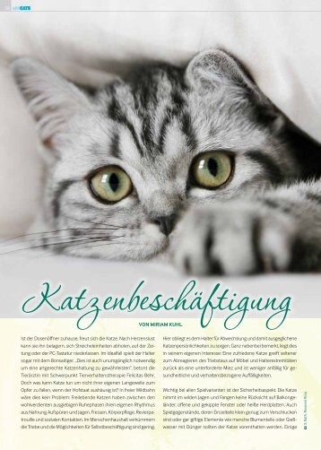 Katzenbeschäftigung - Die Pfote