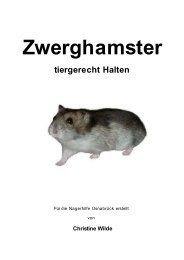 Zwerghamster - Nager Info