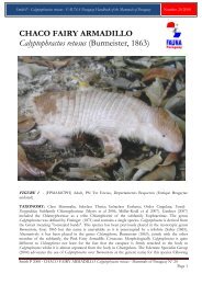 CHACO FAIRY ARMADILLO Calyptophractus ... - FAUNA Paraguay