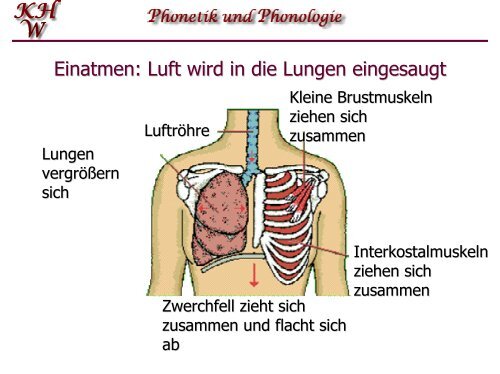 Phonetik und Phonologie 4